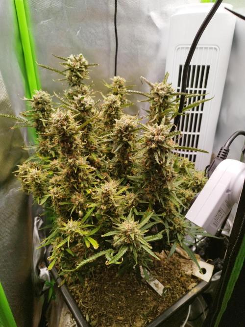 Strawnana. Week 10 - 06.01