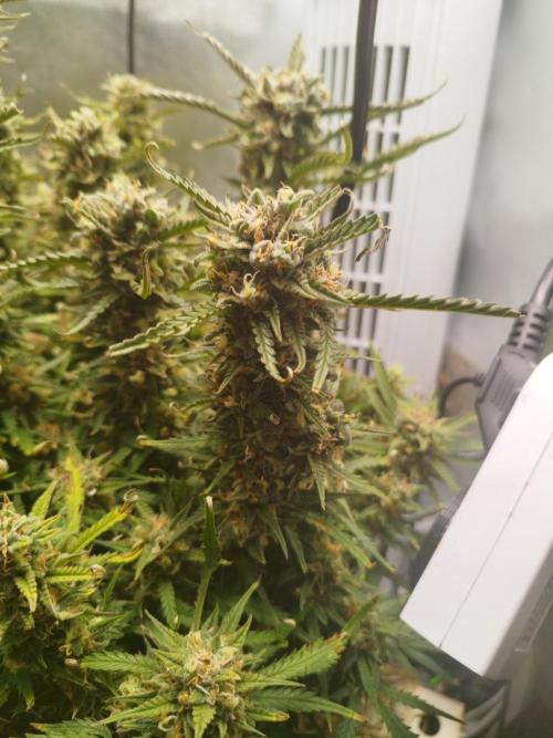 Strawnana. Week 10 - 07.01.