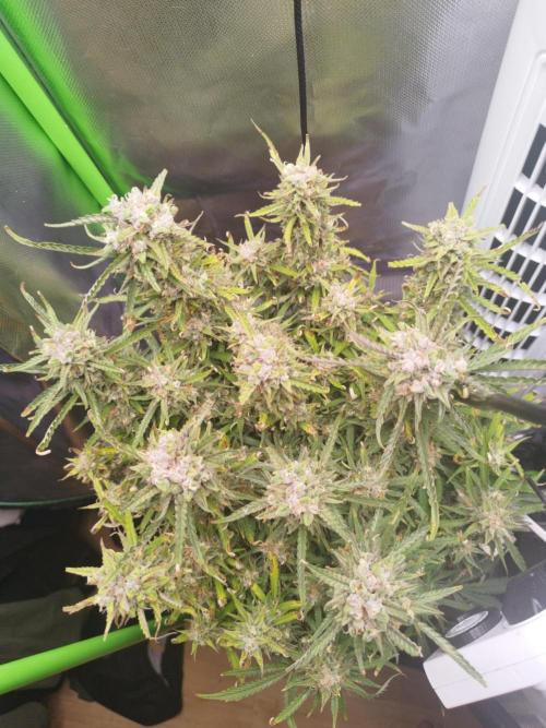 Strawnana. Week 10 - 07.01.