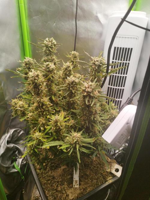 Strawnana. Week 10 - 07.01