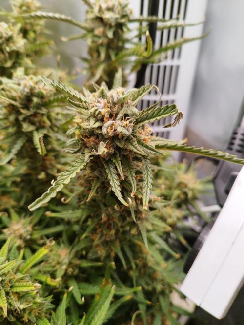 Strawnana. Week 10 - 08.01.