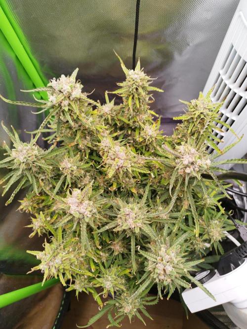 Strawnana. Week 10 - 08.01.