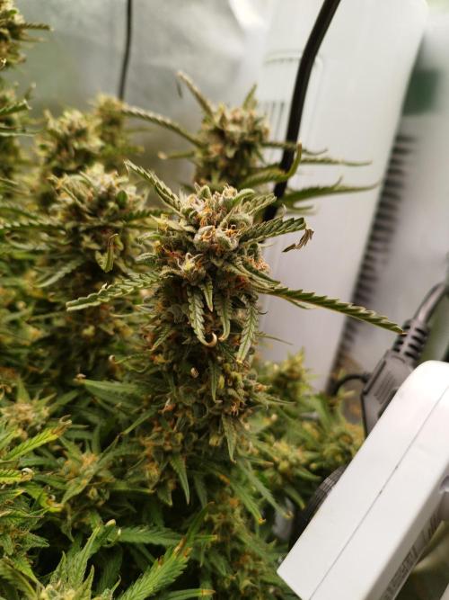 Strawnana. Week 10 - 09.01.