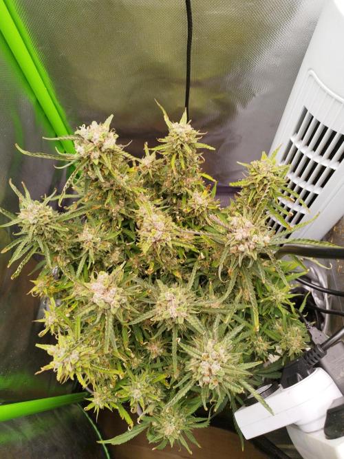 Strawnana. Week 10 - 09.01.