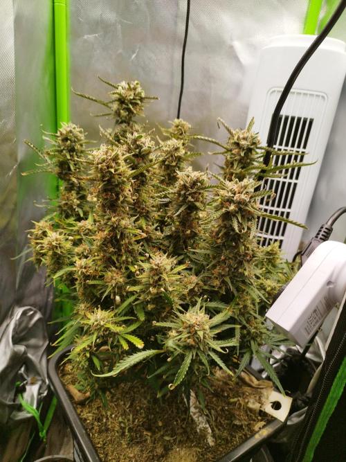 Strawnana. Week 10 - 09.01.