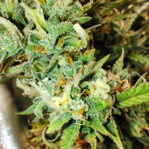 Strawnana. Week 10 - Macro