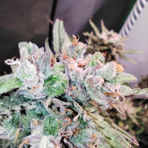 Strawnana. Week 10 - Macro