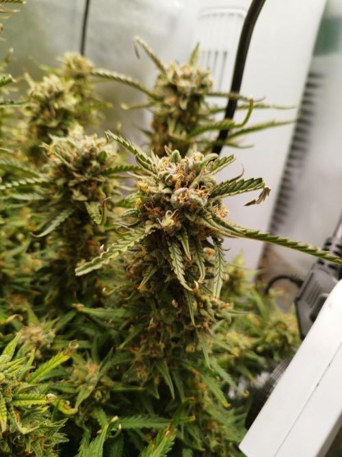 Strawnana. Week 10 - 10.01