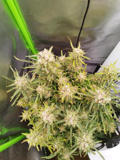 Strawnana. Week 10 - 10.01