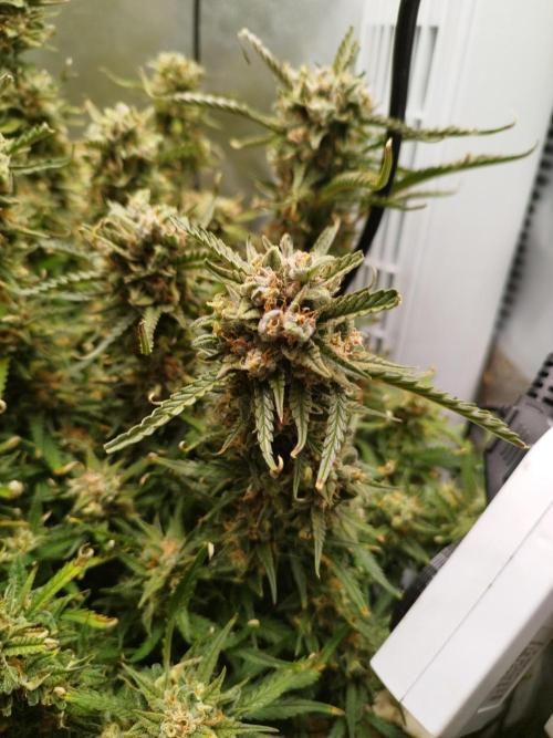 Strawnana. Week 10 - 11.01