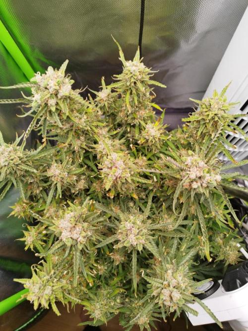 Strawnana. Week 10 - 11.01