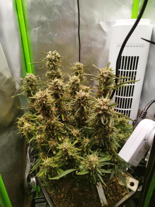 Strawnana. Week 10 - 11.01