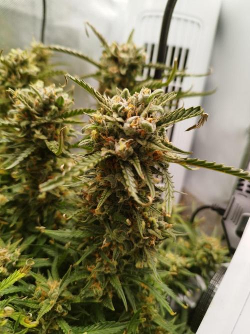 Strawnana. Week 10 - 12.01.