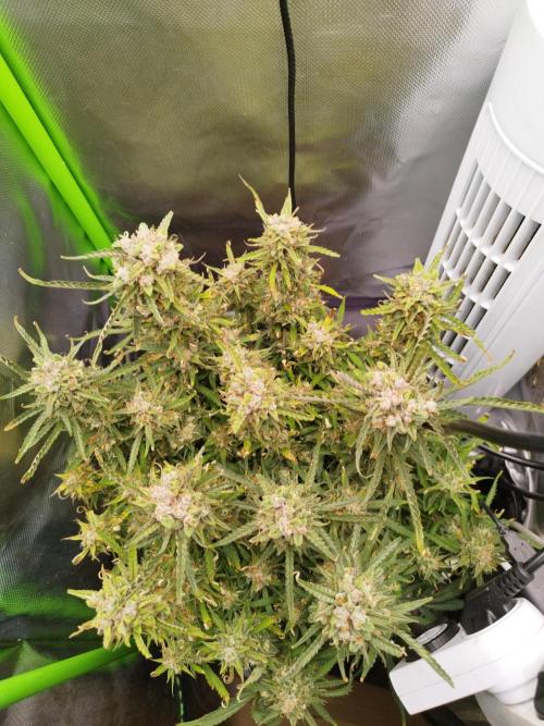 Strawnana. Week 10 - 12.01.