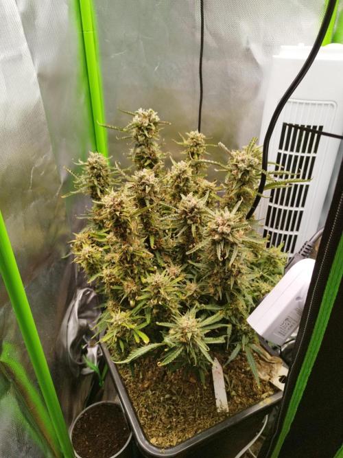 Strawnana. Week 10 - 12.01