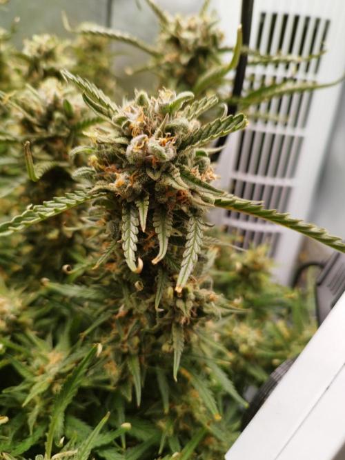 Strawnana. Week 11 - 13.01.