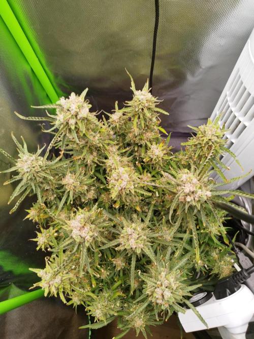 Strawnana. Week 11 - 13.01.