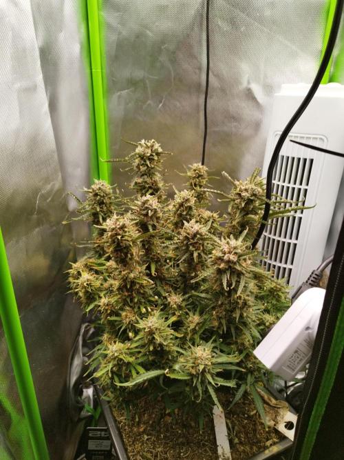 Strawnana. Week 11 - 13.01