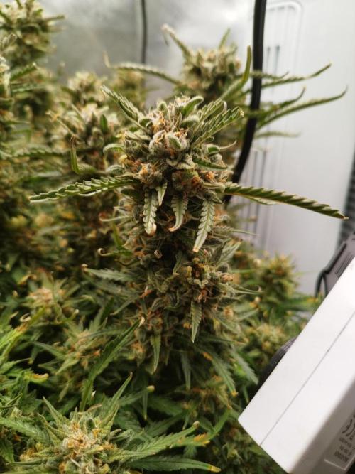 Strawnana. Week 11 - 14.01.