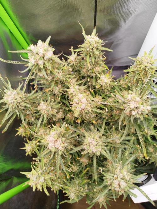 Strawnana. Week 11 - 14.01.