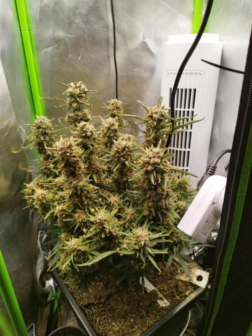 Strawnana. Week 11 - 14.01