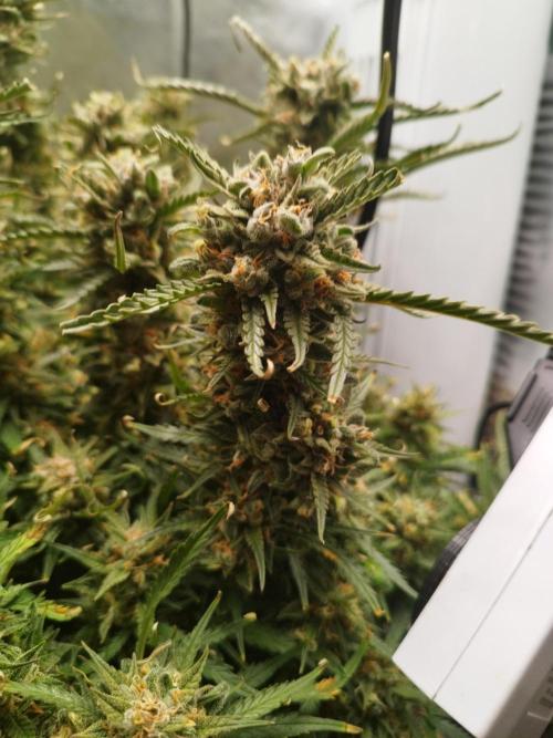 Strawnana. Week 11 - 15.01.