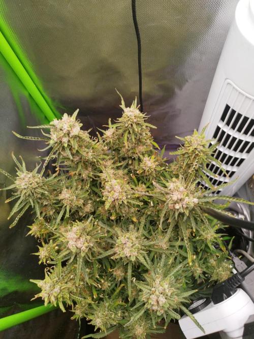 Strawnana. Week 11 - 15.01