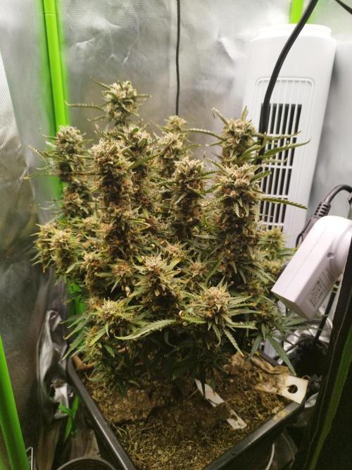 Strawnana. Week 11 - 15.01