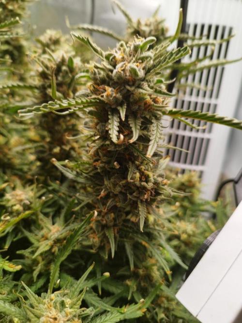 Strawnana. Week 11 - 16.01