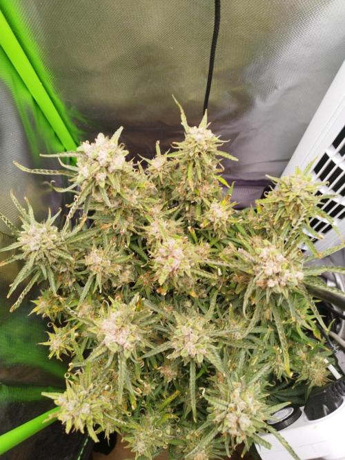 Strawnana. Week 11 - 16.01