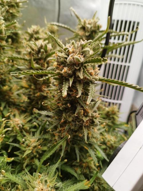 Strawnana. Week 11 - 17.01.