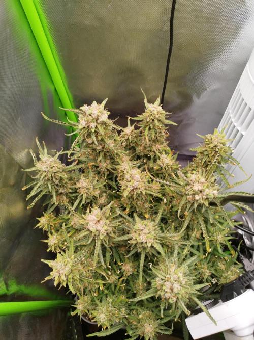 Strawnana. Week 11 - 17.01.