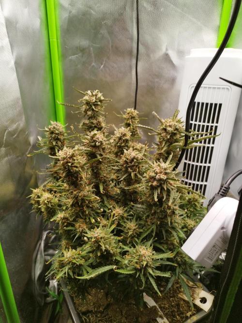 Strawnana. Week 11 - 17.01.