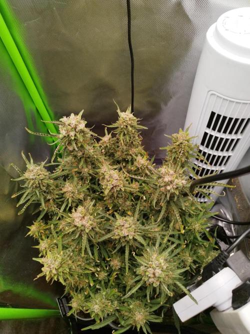 Strawnana. Week 11 - 18.01