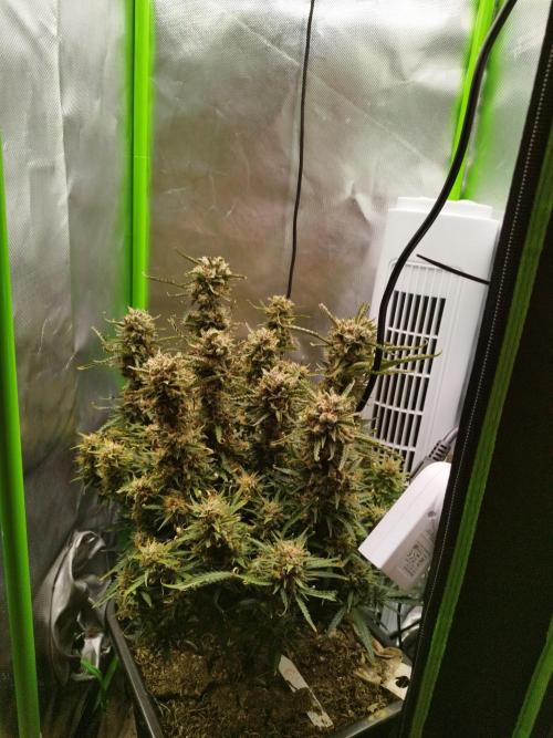 Strawnana. Week 11 - 18.01