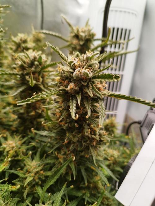 Strawnana. Week 11 - 19.01