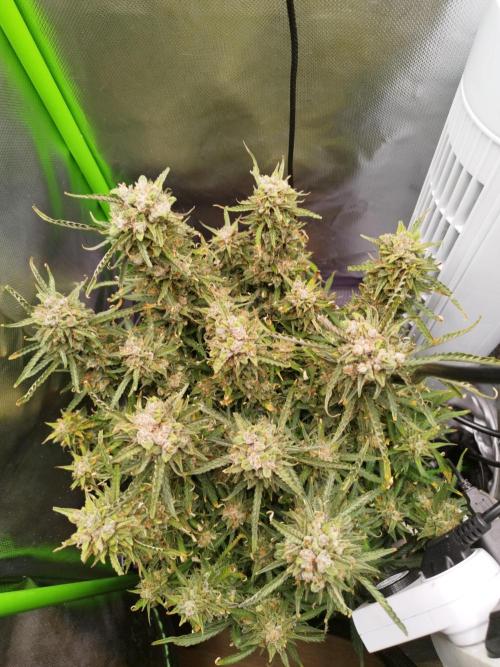 Strawnana. Week 11 - 19.01