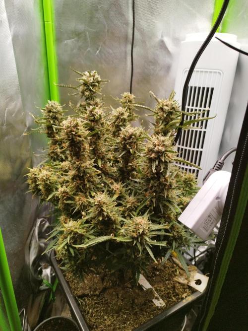 Strawnana. Week 11 - 19.01.