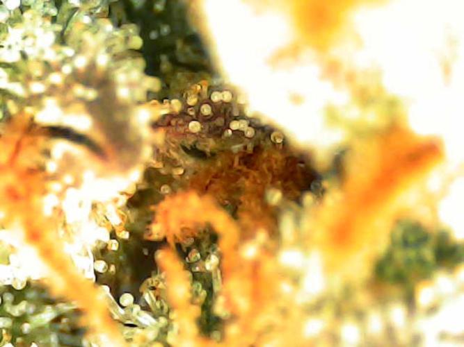 Strawnana. Week 11 - Top