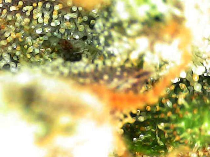 Strawnana. Week 11 - Top