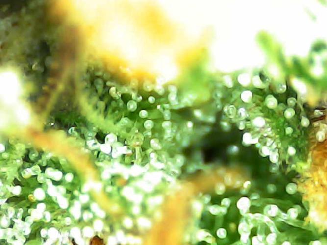 Strawnana. Week 11 - Mitte