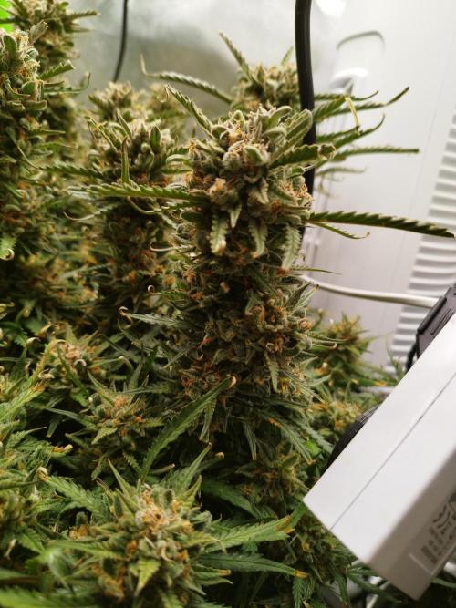 Strawnana. Week 12 - 20.01