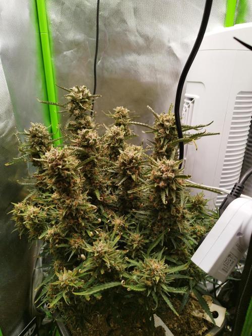 Strawnana. Week 12 - 20.01