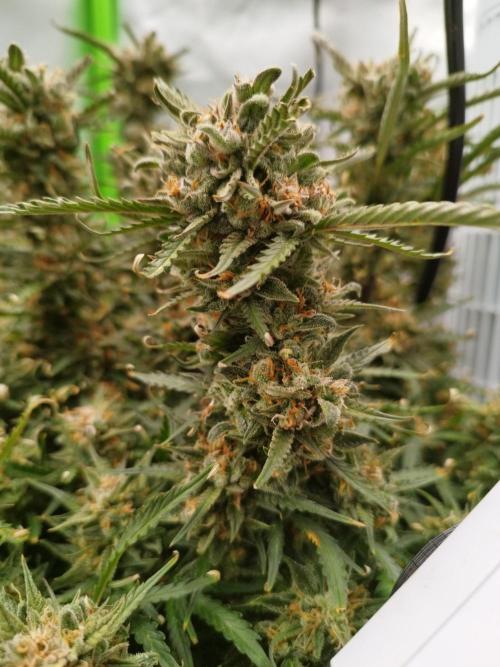 Strawnana. Week 12 - 21.01