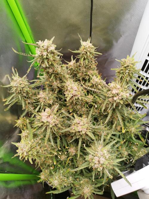 Strawnana. Week 12 - 21.01