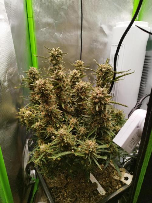 Strawnana. Week 12 - 21.01