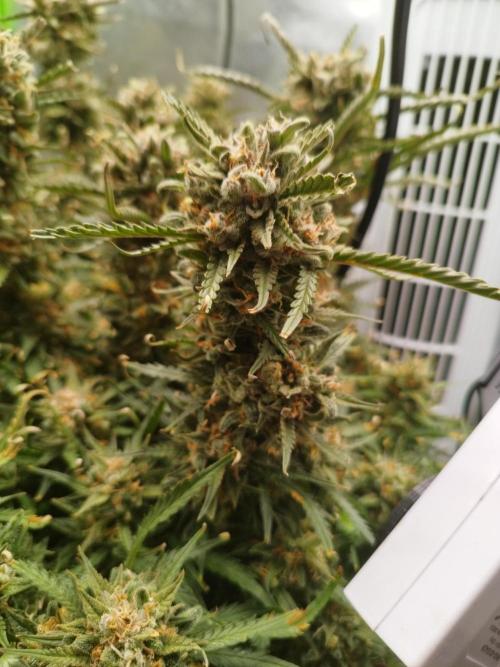 Strawnana. Week 12 - 22..01