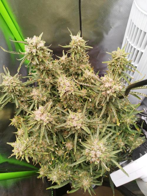 Strawnana. Week 12 - 22.01