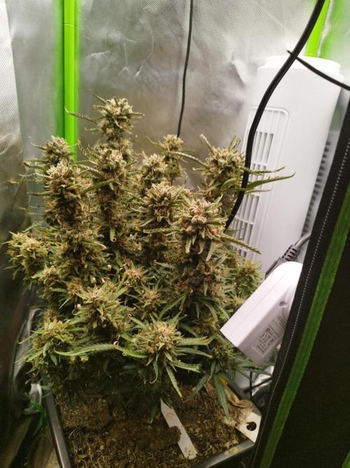 Strawnana. Week 12 - 22.01