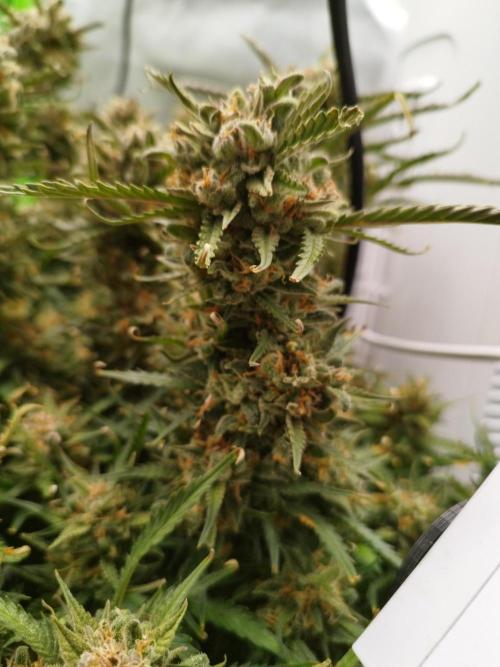 Strawnana. Week 12 - 23.01.